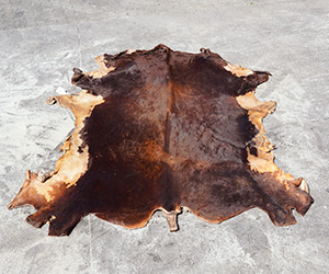 RAW BULL HIDES
