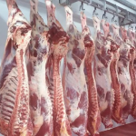 Beef Carcass
