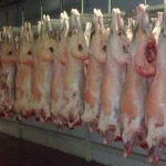 Sheep Carcass