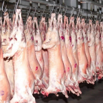 Lamb Carcass